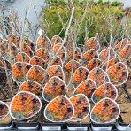 Rakytník rešetliakový (Hippophae rhamnoides) ´SLNIEČKO´ - výška 30-40 cm, P9 - SAMICA 